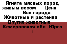 Ягнята мясных пород живым весом.  › Цена ­ 125 - Все города Животные и растения » Другие животные   . Кемеровская обл.,Юрга г.